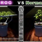 🌱💥 Cultiva el impresionante Bruce Banner con éxito en Eurogrow