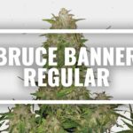 🌱🌿 Descubre las mejores semillas de Bruce Banner para cultivar tu propia superpotencia